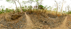Vietnam - tropick opadav les